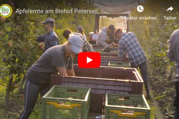 Apfelernte Biohof Peterseil