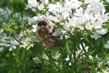 Hummel auf einer Blüte