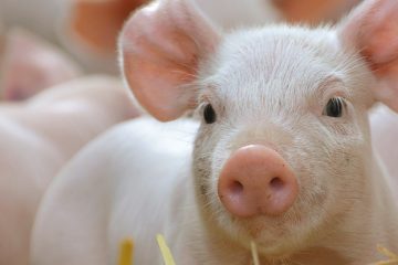 Titelblatt Bauerntage 2017 - Schweinetag