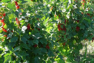 Ribisel am Strauch