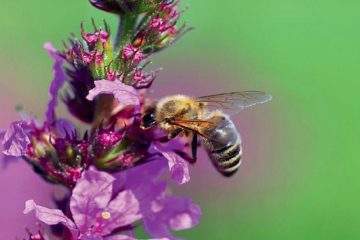 Biene auf einer Blume