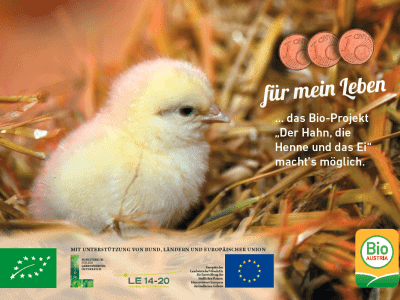 Plakat Der Hahn, die Henne und das Ei