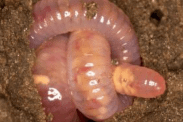Wurm