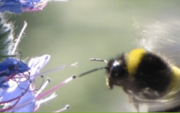 Hummel und Blume