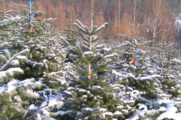 Bio-Christbäume