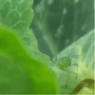 Blattlaus auf einem Blatt