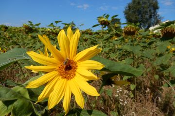 Sonnenblume mit einer Biene