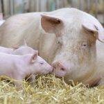 Mutterschweine mit ihren Ferkeln auf Stroh