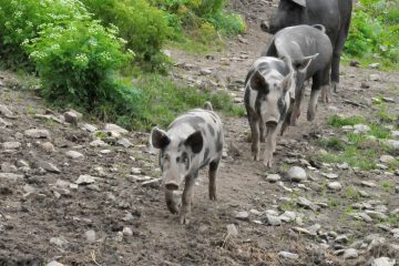 Schweine auf Weide