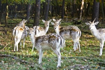 Damwild am Waldrand
