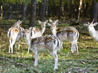 Damwild am Waldrand