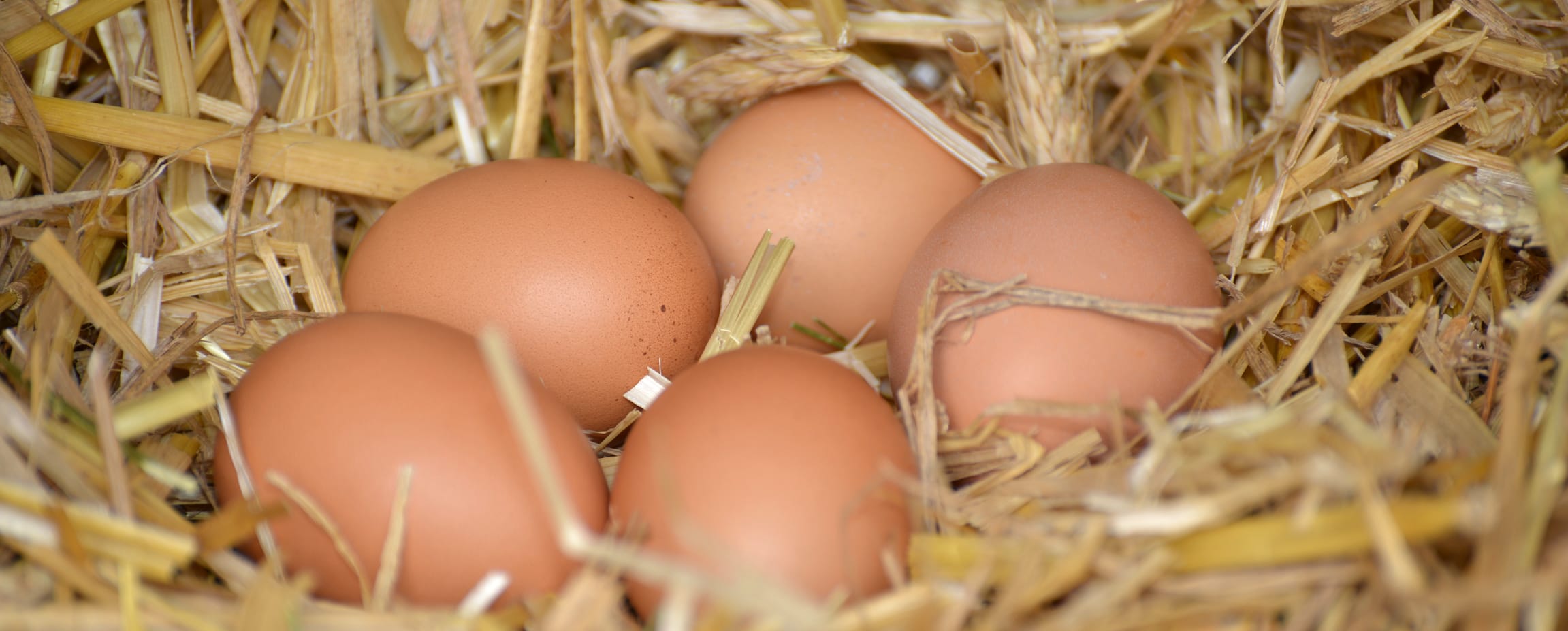 Eier