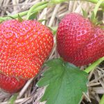 Erdbeeren