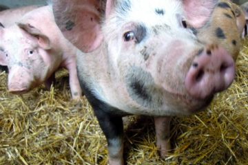Schwein