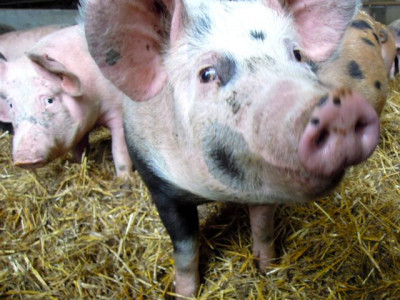 Schwein