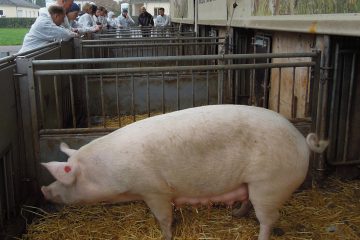 Schweinemutter in ihrem Stall