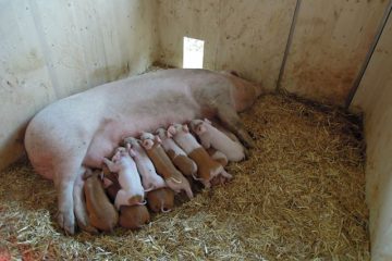 Mutterschwein mit ihrern Ferkeln