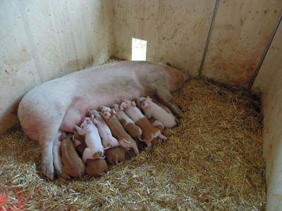 Mutterschwein mit ihren Ferkeln
