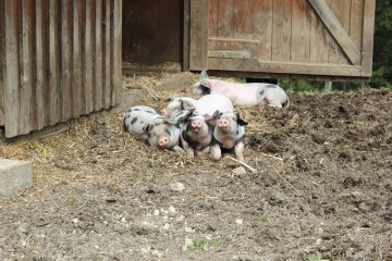 Ferkel auf dem Moarhof