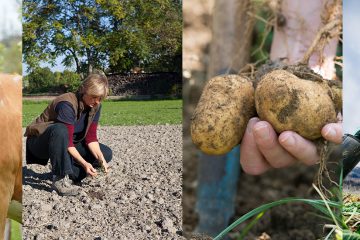 Fotocollage Milchkuh, Boden, Kartoffel, Gemüse