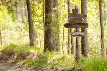 Wald mit Wegweisern