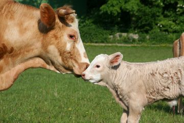 Kalb mit Mutter