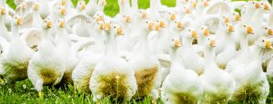 Bio-Gänse