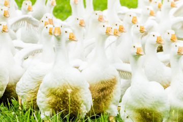 Bio-Gänse
