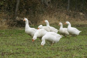 Bio-Gänse