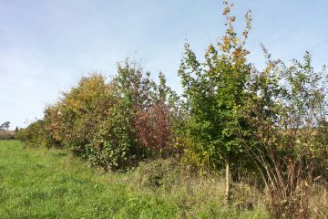 Hecke