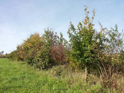 Hecke