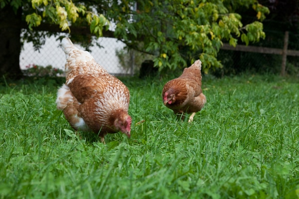 Hühner pickend auf Wiese