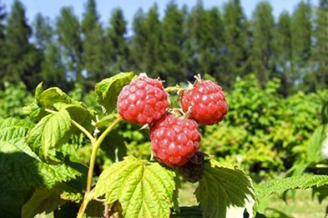 Himbeeren