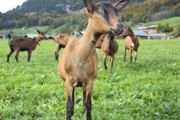 Ziegen auf der Weide