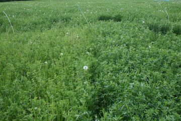 Feld mit Kleegras