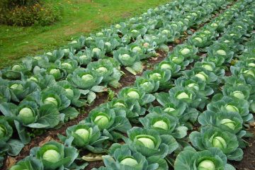 Blumenkohl