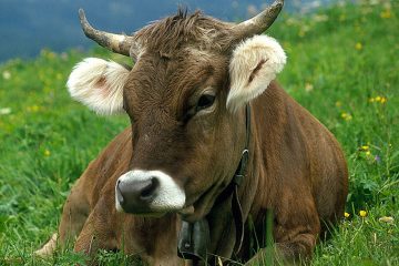 Kuh auf Weide
