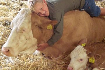 Junge mit Kuh und Kalb