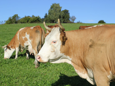 Milchkühe auf der Weide