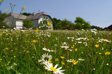 Wiese mit verschiedenen Blumen und Haus im Hintergrund