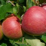 Äpfel am Baum