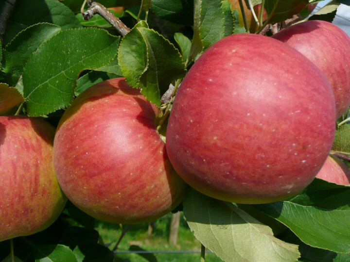 Äpfel am Baum