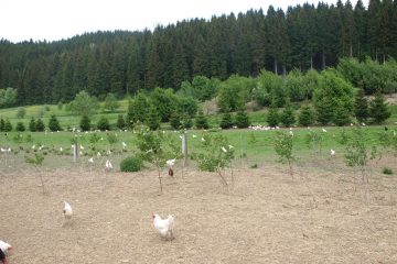 Hühner Grünlandauslauf