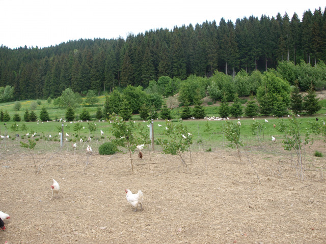 Hühner Grünlandauslauf