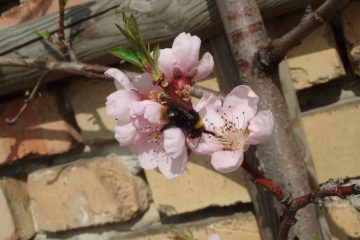 Biene auf Pfirsichblüte