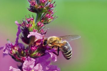 Titelblatt Einstieg in die Bio-Bienenhaltung