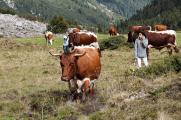 Bio-Rinder auf einer Bio-Alm in Salzburg