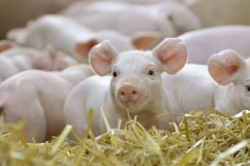 junge Ferkel auf Stoh