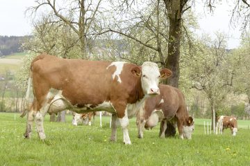 Kühe auf der Weide