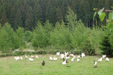 Hühner im Grünauslauf